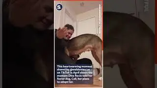 Foster Dog Has a Heartwarming Reaction to Adoption News