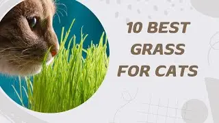 10 Best Grass For Cats