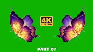 Butterfly Green screen Video 07