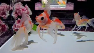 SUPER BEAUTIFUL! JAPAN GINZA ART AQUARIUM. Using live Goldfish art in a Art Museum | EXPLORE | JAPAN