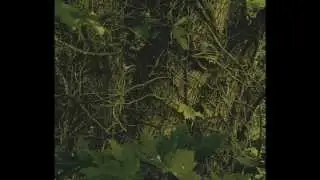 Forest & DarkPsy Trance Ritual / Mixed by Digital Mutant