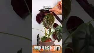 Top Winter Hack for healthy plants 🪴❄️ #alocasia