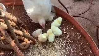 🥰🥰#cute chickes #mom feeding 🥰🥰#viral #explore #youtubevideo 🥰