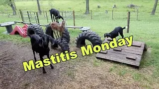 Mastitis Monday: Quick and Easy test for Mastitis in Goats