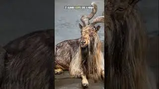 Why Is the Markhor on the Brink of Disappearing?