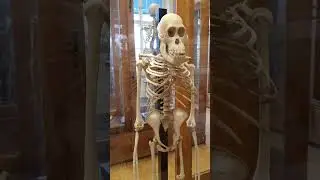 Skeletons | #skeleton #shorts #nature #travel #tiktok #animals #museum