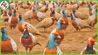 pheasant farming and processing farm - pheasant processing factory