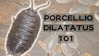 How to care for Porcellio dilatatus