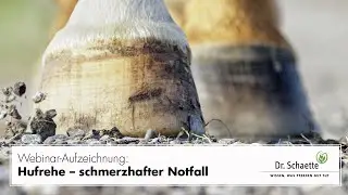 Webinar-Aufzeichnung: Hufrehe &ndash; schmerzhafter Notfall