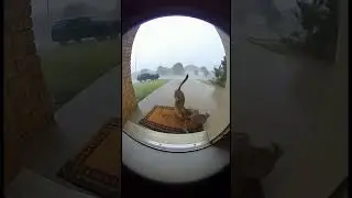 Hurricane in Maryland caught a cat and her kitten getting blown away on a ring camera!#cat#hope #sad