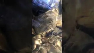 Black Fly Larvae (Simuliium sp) in seasonal stream, San Juan Island, WA