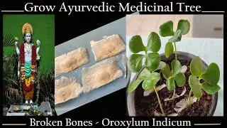 Grow Broken Bones from Seeds - Oroxylum Indicum (Sonapatha or Shyonak)