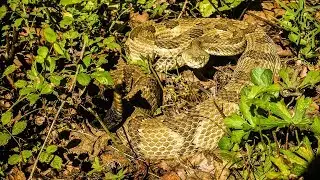 Hiking the Appalachian Trail Pennsylvania with Rattlesnakes- Ep. 14 - BikeHikeSafari