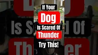 If your dog hides during storms, try this | Dog Thunderstorm Desensitization