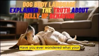 Why Dogs Roll Onto Their Backs When You Rub Their Belly