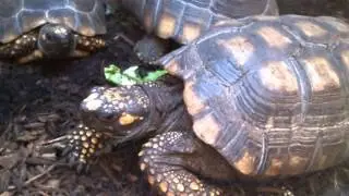 Beautiful Amazon Yellow Footed Tortoise - Chelonoidis denticulata - Reptiles - Turtle