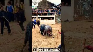 Epic Moments of Treditional Buffalo festival of Asia #shortsviral #buffalo #shorts #viral #trending