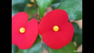 Flower like smiling stars &hearts;️🥰&hearts;️