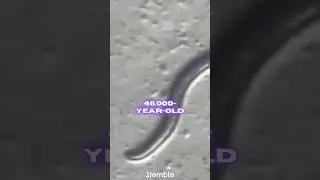 46,000 Year Old Roundworms Discovered in Siberia Permafrost #shorts
