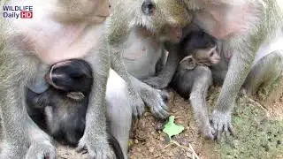 Daniela Baby Monkey Cry Loudly Ask Mom For Milk, Daniela Look So Pity