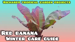 Jak zimować Ensete Maurelli Ventrecosim 🌴 Przewodnik po pielęgnacji czerwonego banana zimą