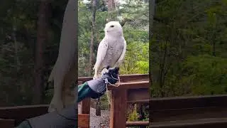 The countdown to Owlidays begins today! 🦉🎉&nbsp;Meet Qigiq, a Snowy Owl #Owlidays #SnowyOwl #owls