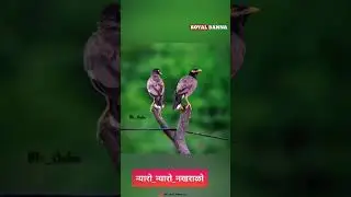 #rajasthani #marwadi #good_ #rajasthani 🤩&hearts;️🙏🏻💫