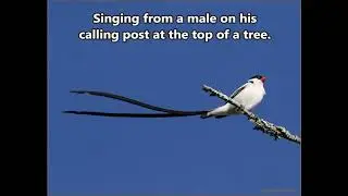 Pin-tailed Whydah male calling from his calling post