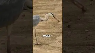 Magnificent encounters made during the bike ride of my latest video #greyherons