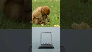 MONKEYS Love Eating Bread But Is It Really Good for Them?