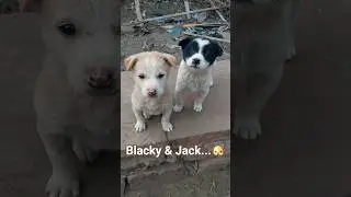Blacky & Jack...🐶❤️ #trending #viral #youtubeshorts #youtube #subscribe #subscribers #pets #puppy