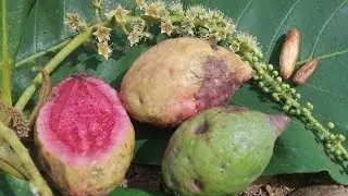 Almendra, almendre, almendro malabar, almendro de los trópicos, almendrón, falso kamani, Egombegombe