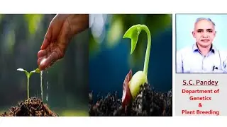 BLACK GRAM & GREEN GRAM SEED PRODUCTION