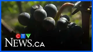 Grape harvest in Ontario's Niagara region is well underway