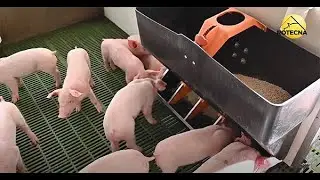 Weaning feeder ideal for feeding piglets and good conversion rates