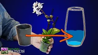 Is it time to Repot your Orchid? Grandma Pickles shows how she repots her Mini Phalaenopsis Orchid.