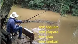 PESCARIA DE TAGUARA E LAMBARI