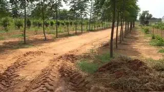 SANDAL WOOD PLANTATION IN 50 ACERS AT SHADNAGAR  WE SUPPLY SANDALWOOD PLANTS ALSO 9581606161..
