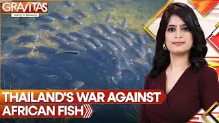 African Fish Swarm Across Thailand's Seas | Gravitas | World News | WION