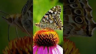 flower video status | flower short video | flower photo video beautiful flower status video