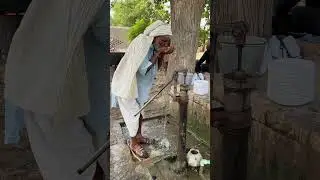Cow Shepherd Life on Canal Side in the Village | Village Life Style