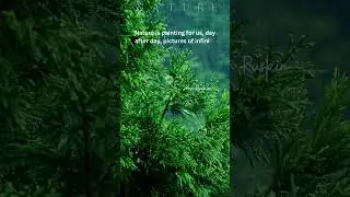 Inspiring Nature Quotes: Embrace the Wisdom of Mother Earth | Short & Powerful
