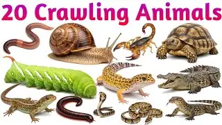 Crawling Animal Names | Lizard, Worm, Tortoise | English Vocabulary for Kids