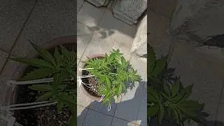 PURPLE KUSH - Fase vegetativa #purplekush #kush #cannabis