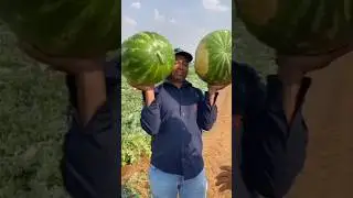 Арбуз Манчестер 🍉🔪🚛 +7(912)847-52-01 WA/TG