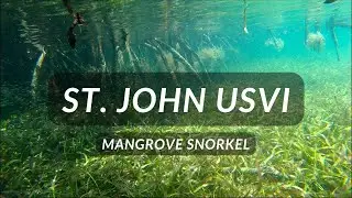 Mangrove Snorkel - Hurricane Hole (St. John USVI)