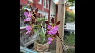 Encyclia Orchid Jungle 'Dale' AM/AOS