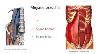 Mięśnie brzucha (wstęp)