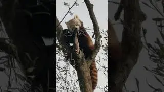 Master Shifu Red Panda