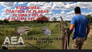 Caza de Vizcachas AEA CHALLENGER PRO 6.35 Control de plagas pelo y pluma con el Abuelo y el Tio. 